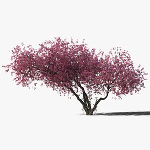 3D plum tree model