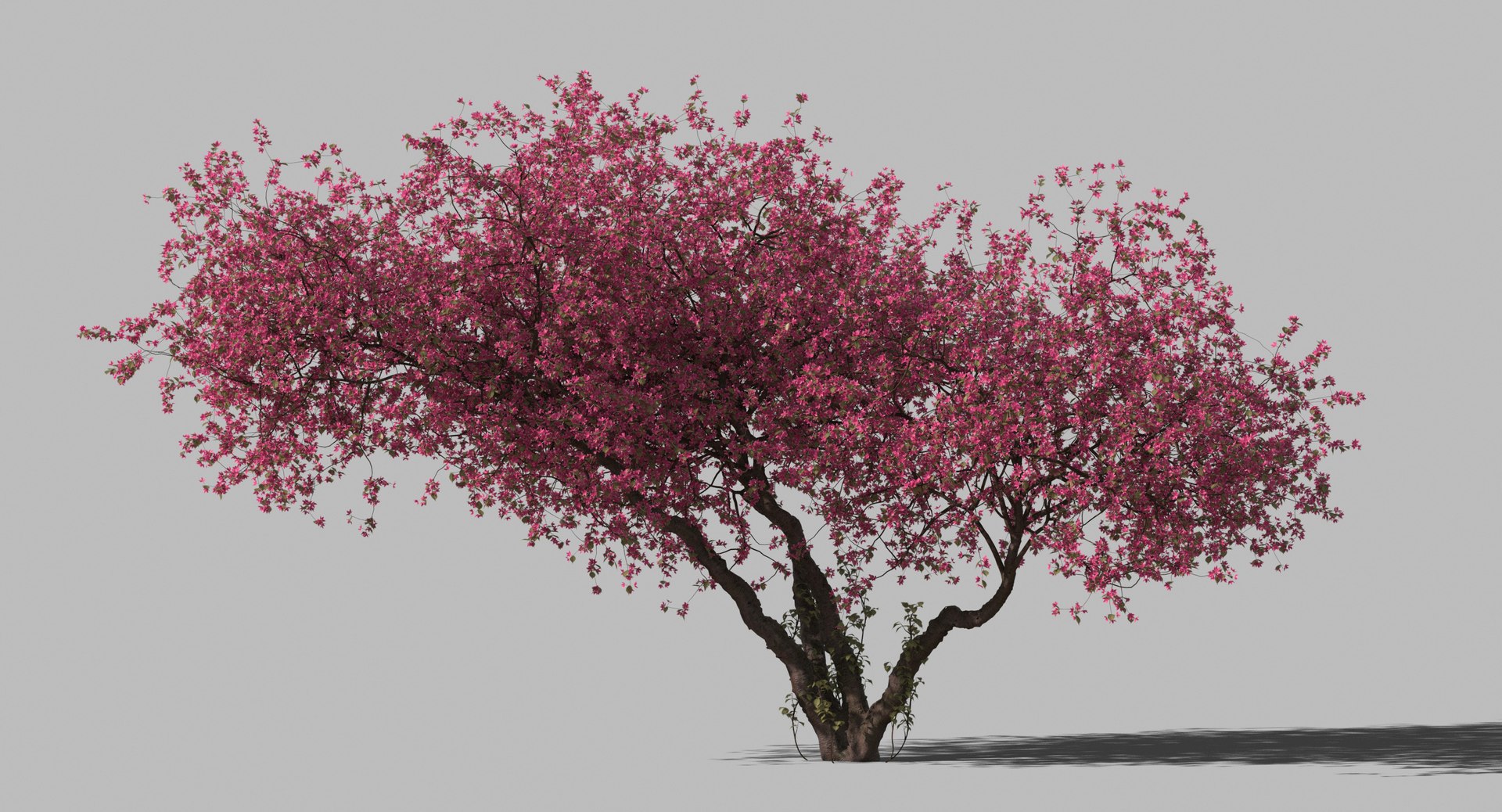 3D plum tree model https://p.turbosquid.com/ts-thumb/hd/yoiUaV/uWmzTS6v/plum_v01_f_0000/jpg/1565439907/1920x1080/fit_q87/57f28ae0a116bee3654d5cbfc9ef4d9ed9a85647/plum_v01_f_0000.jpg