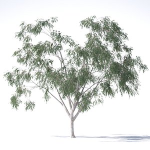 eucalyptus pauciflora tree 3D model