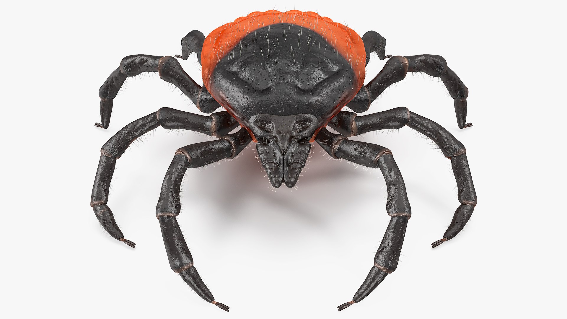 Tick Fur Rigged 3D model preview