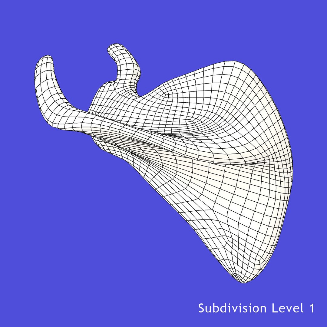 3d Skeleton Scapula Model