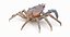 Marine Invertebrates