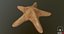 Marine Invertebrates
