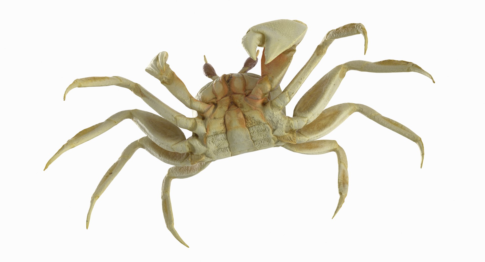 3D marine pencil urchin https://p.turbosquid.com/ts-thumb/he/IXIPnY/37fc8Szr/gcrab1_r7/png/1573320336/1920x1080/fit_q87/a419d23e1e5dc309fd948afa9837c09d79d8c0b3/gcrab1_r7.jpg