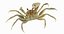 Marine Invertebrates