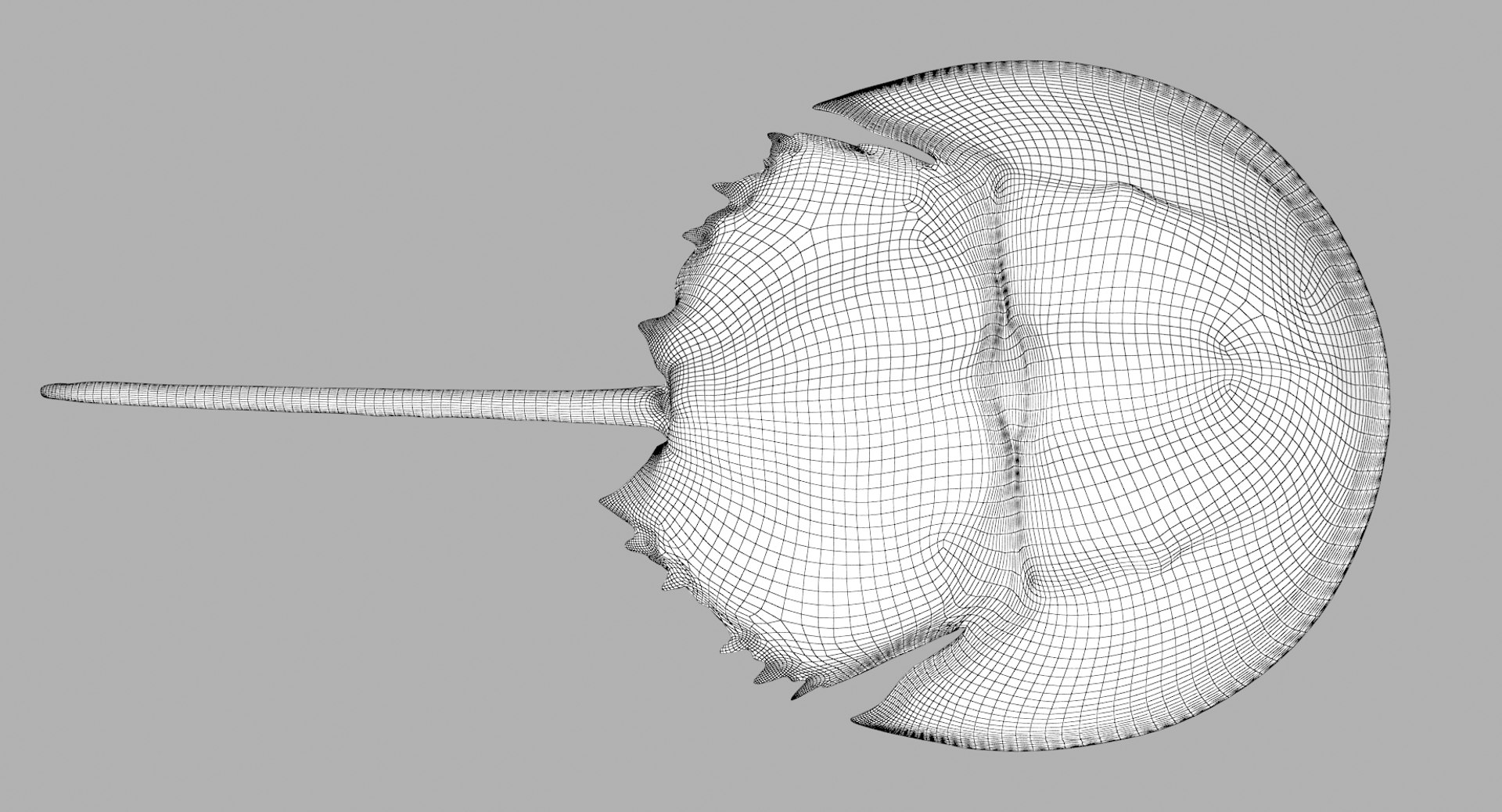 3D marine pencil urchin https://p.turbosquid.com/ts-thumb/he/IXIPnY/3OIeqsKU/horseshoecrab_r5w/jpg/1573320360/1920x1080/fit_q87/6a5d8a73bf4e00f7cce893b588a1573607c40287/horseshoecrab_r5w.jpg