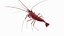 Marine Invertebrates