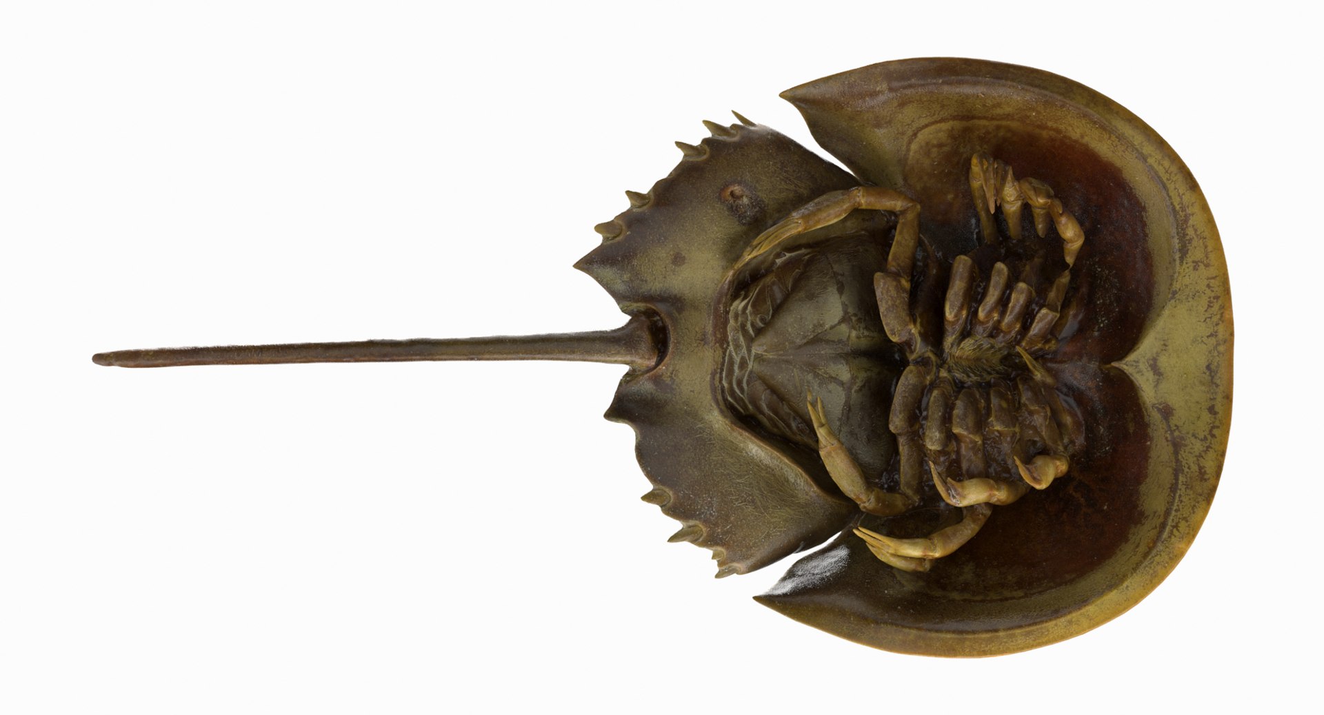 3D marine pencil urchin https://p.turbosquid.com/ts-thumb/he/IXIPnY/4i8QD0Kj/horseshoecrab_r6/jpg/1573320360/1920x1080/fit_q87/eafc78e73785594ebae9ed6d8dcd5288cf33a6b8/horseshoecrab_r6.jpg