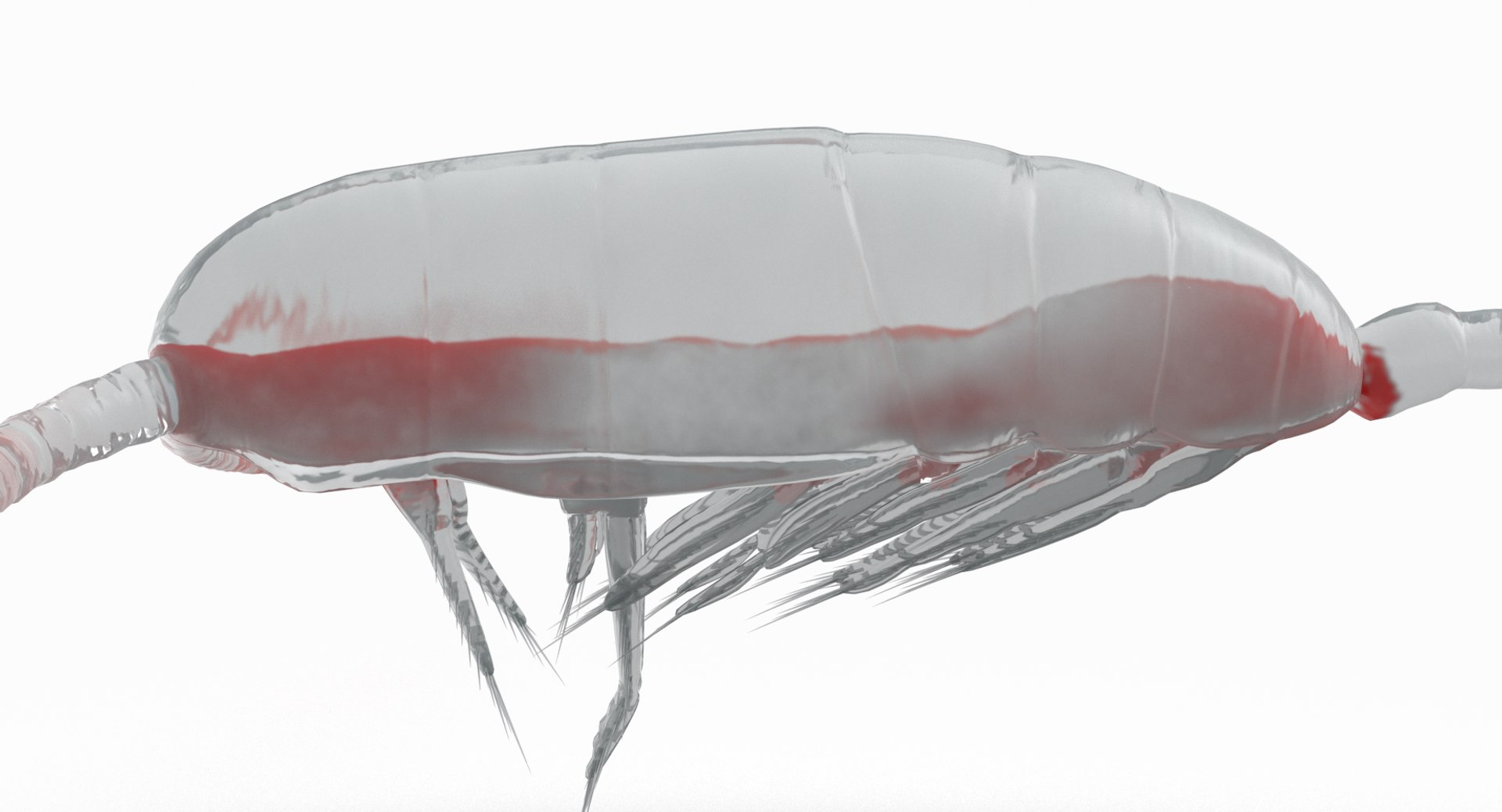 3D marine pencil urchin https://p.turbosquid.com/ts-thumb/he/IXIPnY/51QhQ1i9/copepod_r8/png/1573320292/1920x1080/fit_q87/d075e718714cceb177e744effc86bae8d493328b/copepod_r8.jpg
