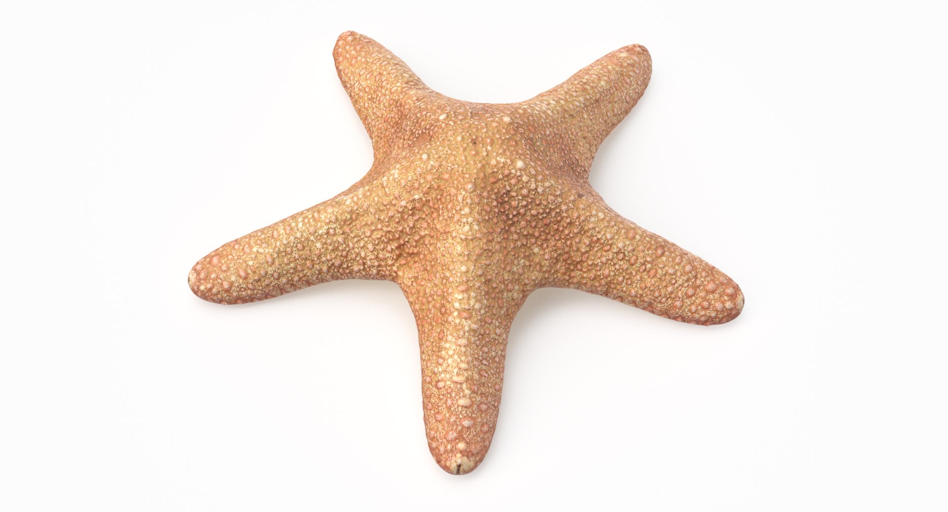 3D marine pencil urchin https://p.turbosquid.com/ts-thumb/he/IXIPnY/68kxIFJK/pinkstrar_r2/png/1573320379/1920x1080/fit_q87/4e0bfaaf166e3e19407e9cd3d98218063b020003/pinkstrar_r2.jpg