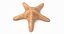 Marine Invertebrates