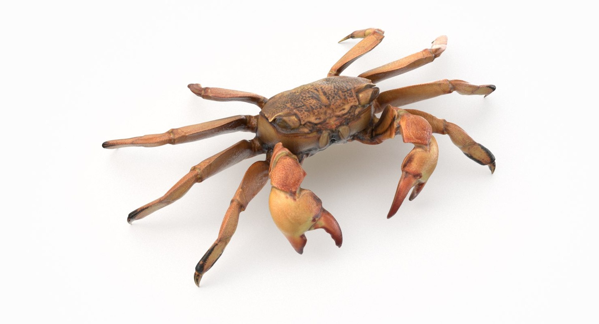 3D marine pencil urchin https://p.turbosquid.com/ts-thumb/he/IXIPnY/6OBI4Q4G/crab5/jpg/1573320310/1920x1080/fit_q87/948879cfcef433f149e5a574cf7ef000a47fb97d/crab5.jpg
