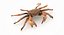 Marine Invertebrates