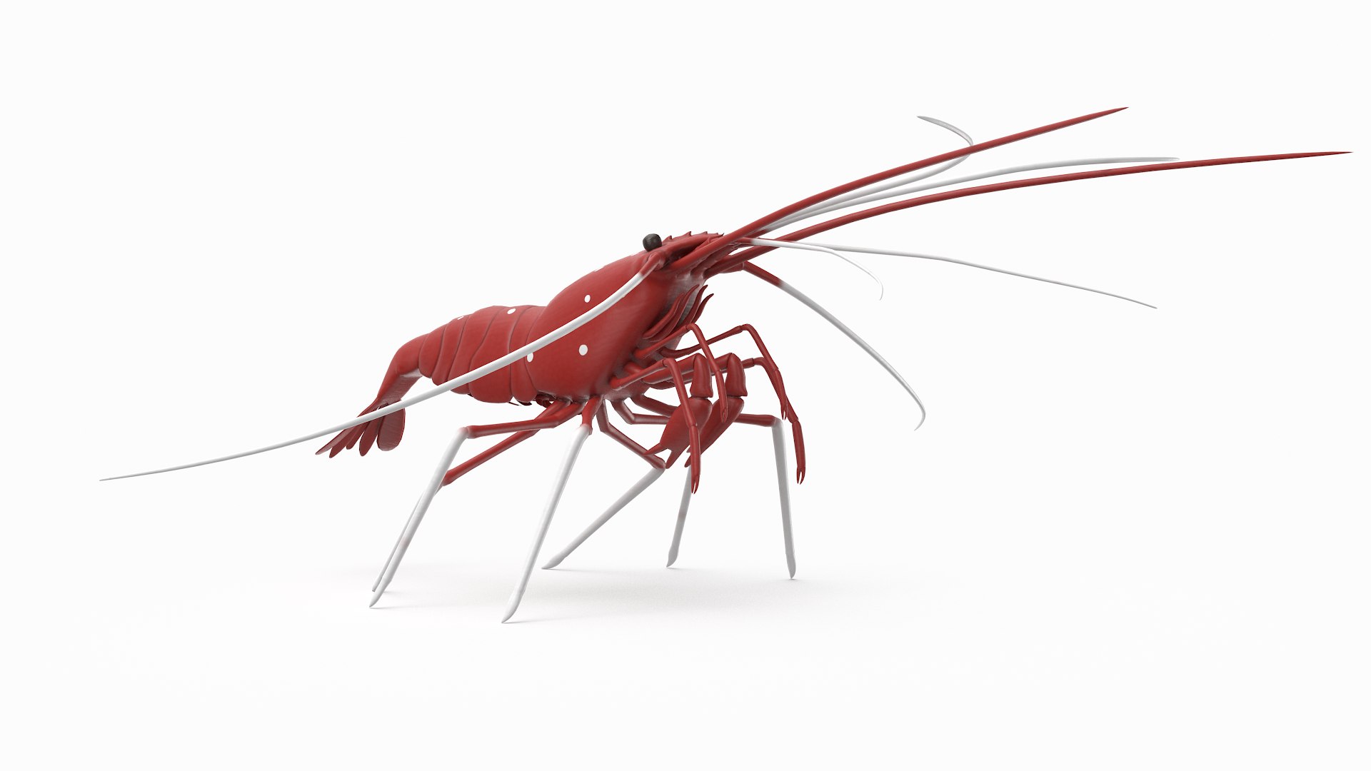 3D marine pencil urchin https://p.turbosquid.com/ts-thumb/he/IXIPnY/7nkmwk4i/bloodshrimp_r5/png/1573320264/1920x1080/fit_q87/970411adc16c8a1e6f8a011e7a8d0bcdad4c9129/bloodshrimp_r5.jpg
