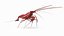 Marine Invertebrates