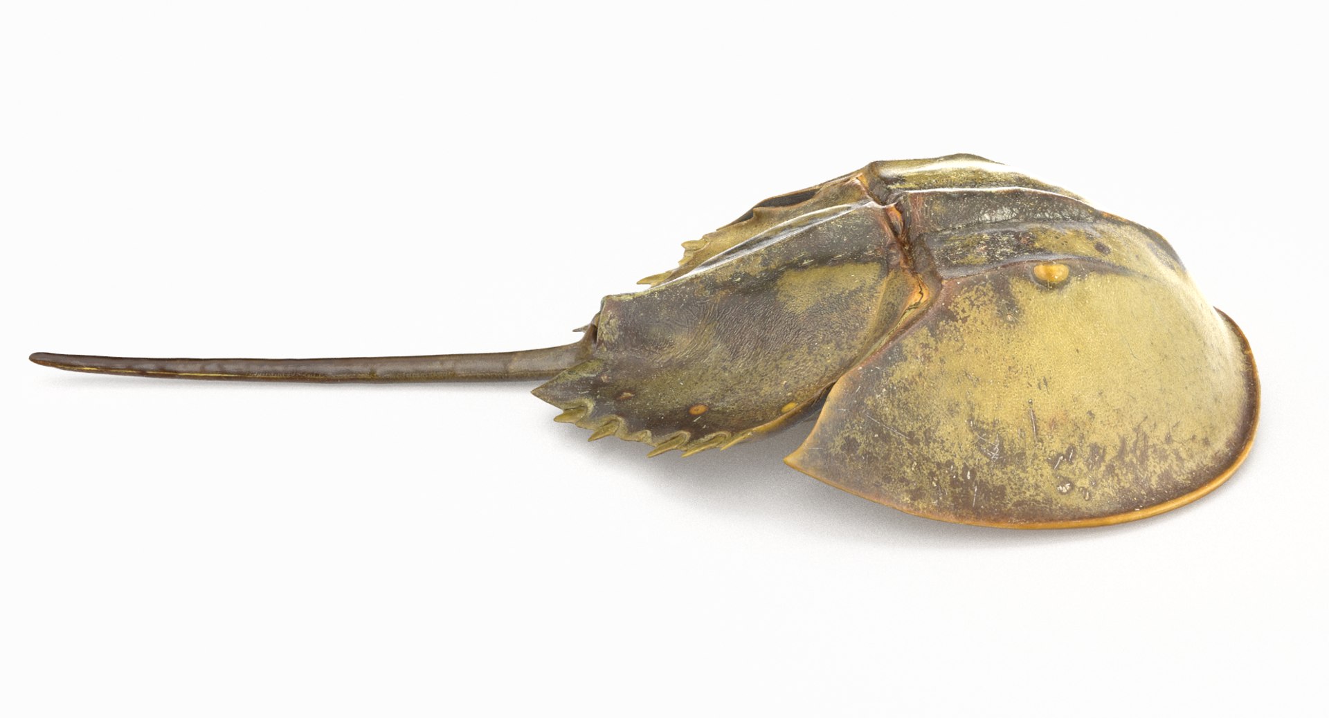 3D marine pencil urchin https://p.turbosquid.com/ts-thumb/he/IXIPnY/AJVlJpUf/horseshoecrab_r2/jpg/1573320360/1920x1080/fit_q87/bfe1b9fd2d08656411a7dc730bc656c3c1fab634/horseshoecrab_r2.jpg