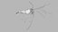 Marine Invertebrates