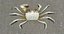 Marine Invertebrates