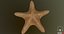 Marine Invertebrates