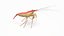 Marine Invertebrates