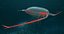Marine Invertebrates