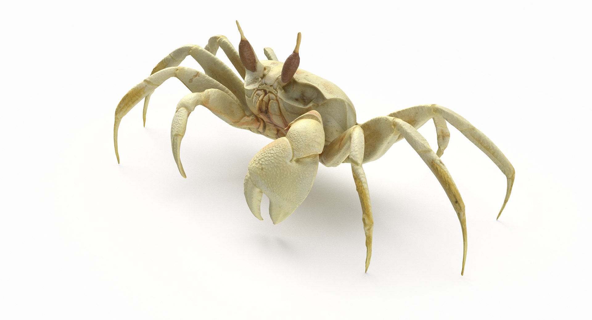 3D marine pencil urchin https://p.turbosquid.com/ts-thumb/he/IXIPnY/GmYgJpQX/gcrab1_r4/png/1573320336/1920x1080/fit_q87/6f6d273332d101eeb11d600f1ed206eb17375e2d/gcrab1_r4.jpg