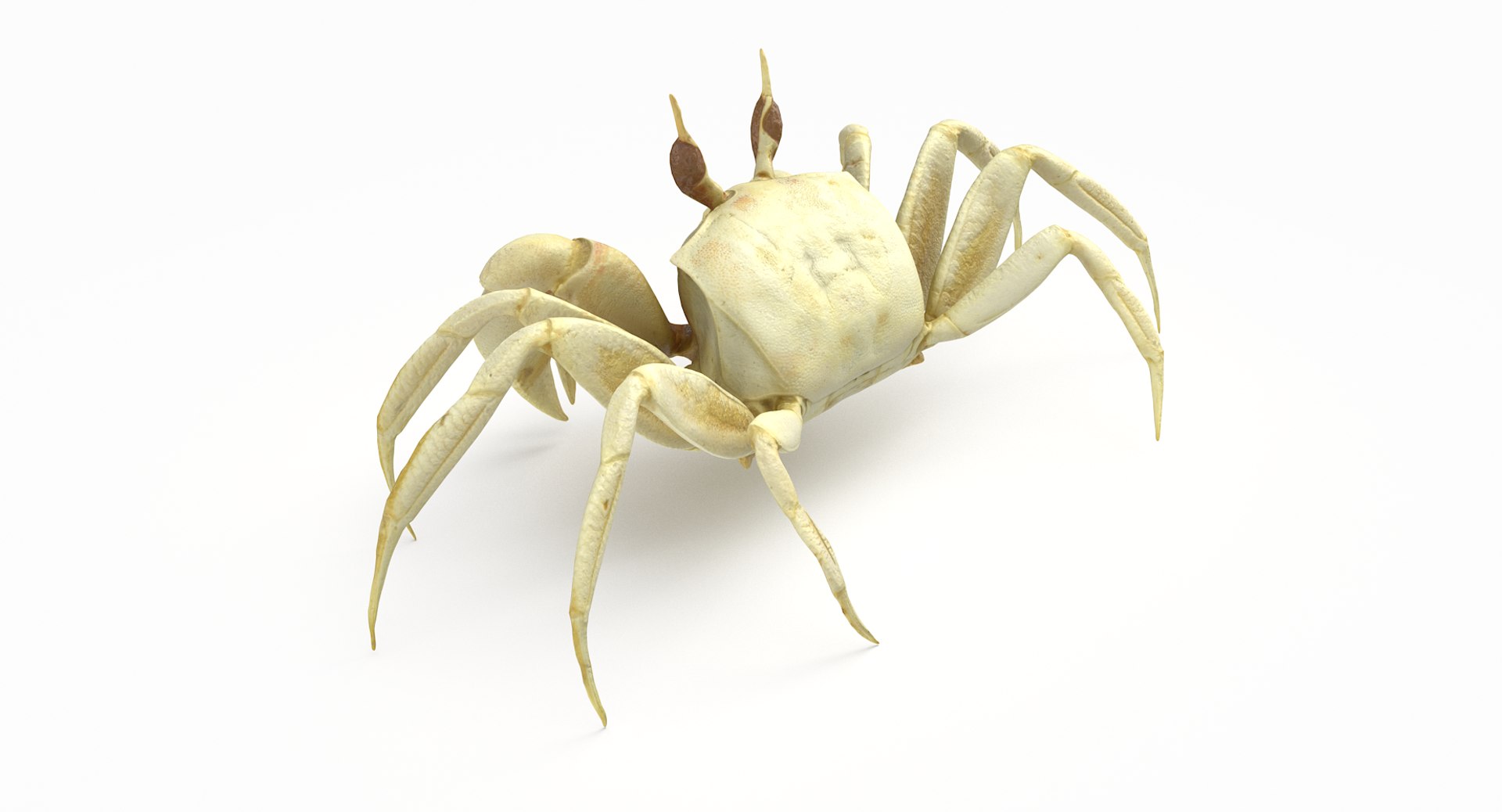 3D marine pencil urchin https://p.turbosquid.com/ts-thumb/he/IXIPnY/GpcCdkvY/gcrab1_r5/png/1573320336/1920x1080/fit_q87/1d74db1644bed9b4ab842332b141d25c810b88dc/gcrab1_r5.jpg