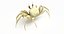 Marine Invertebrates