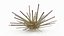 Marine Invertebrates