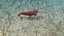 Marine Invertebrates