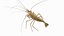 Marine Invertebrates