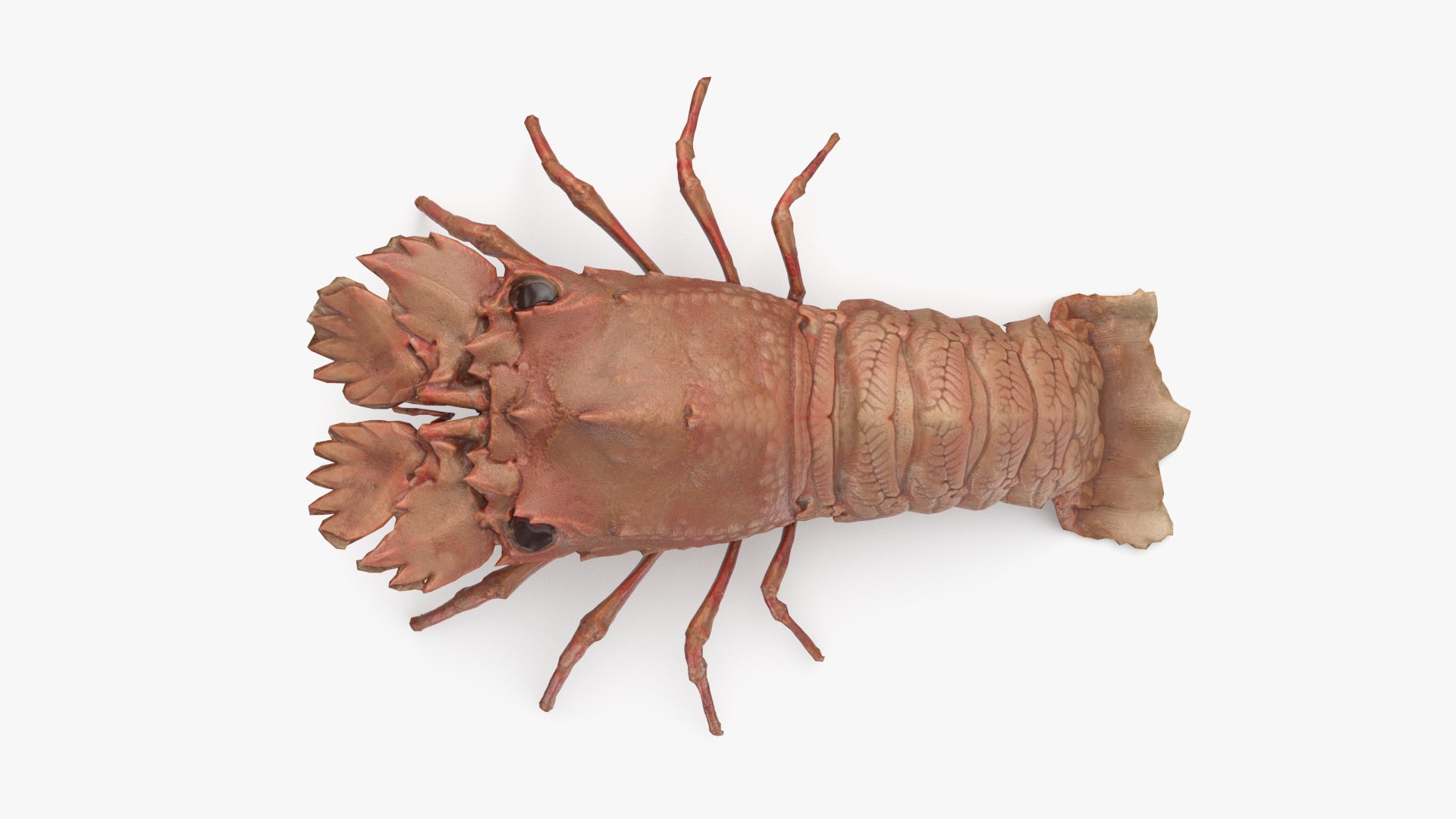 3D marine pencil urchin https://p.turbosquid.com/ts-thumb/he/IXIPnY/KjbHGW7o/slipperlobster_r1/png/1573320505/1920x1080/fit_q87/1a5433566a213c6da0bf88bc97f8fc5050f18651/slipperlobster_r1.jpg