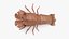 Marine Invertebrates