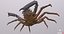 Marine Invertebrates