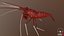 Marine Invertebrates