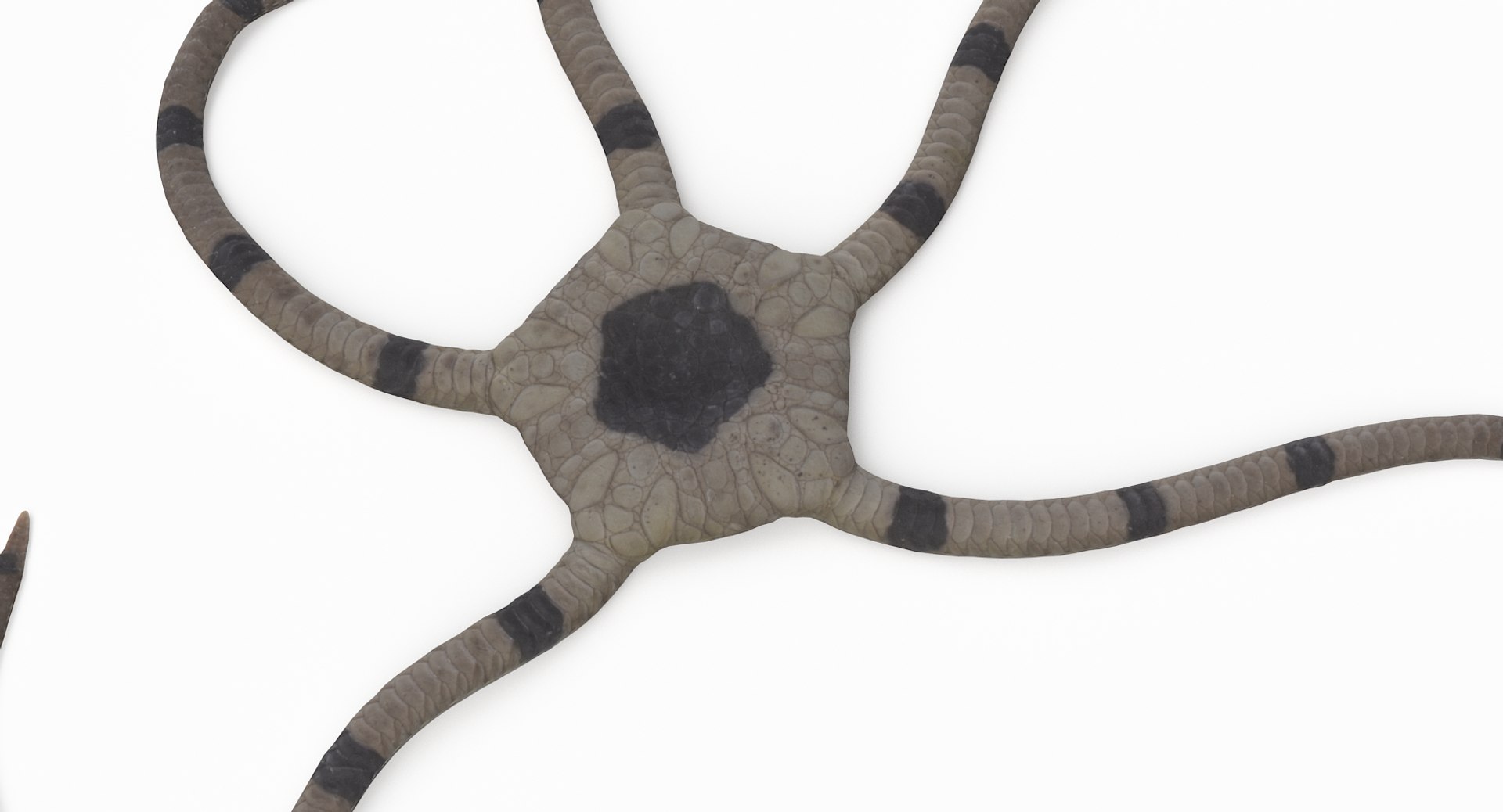 3D marine pencil urchin https://p.turbosquid.com/ts-thumb/he/IXIPnY/LzvHMIiO/brittlestar_r5/png/1573320283/1920x1080/fit_q87/f2888569a90cfa8c6702b5d857647b792c92fc61/brittlestar_r5.jpg