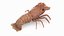 Marine Invertebrates