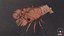 Marine Invertebrates