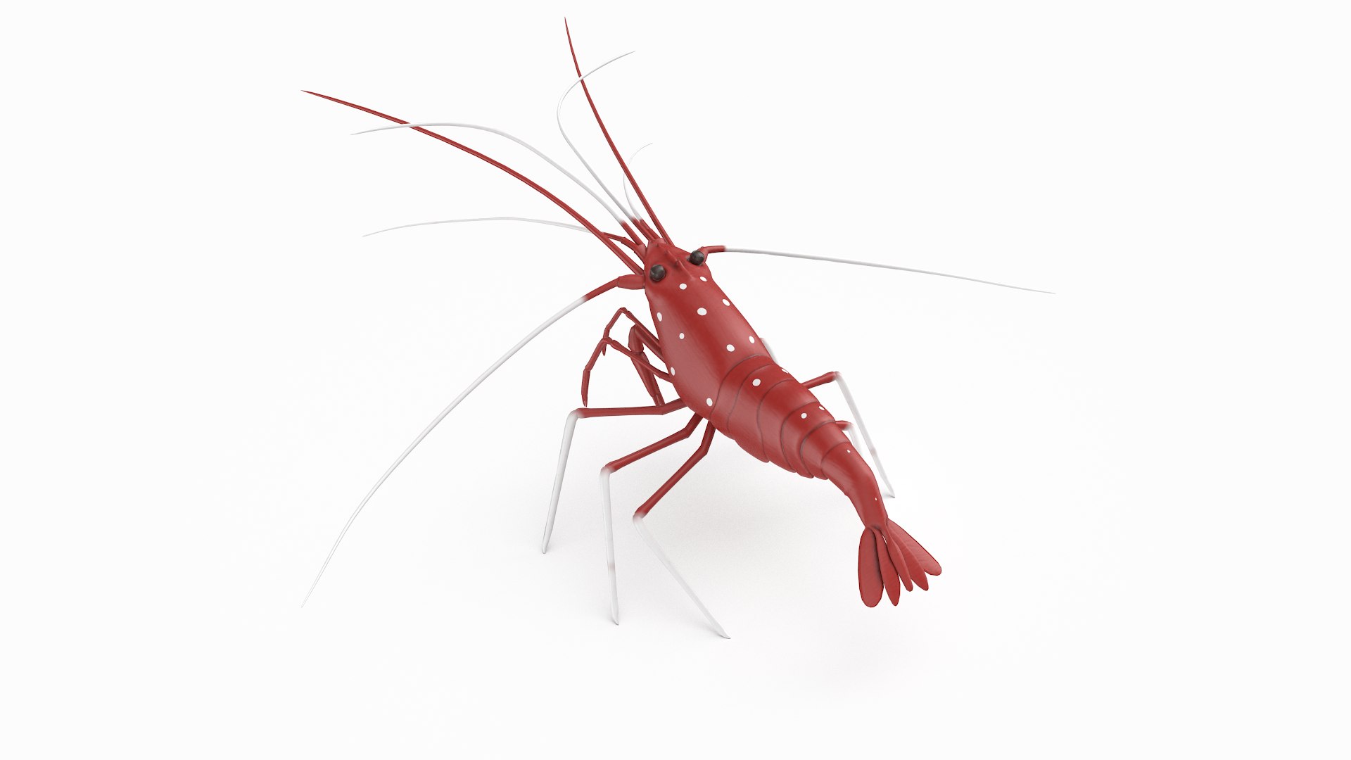 3D marine pencil urchin https://p.turbosquid.com/ts-thumb/he/IXIPnY/N390rOsC/bloodshrimp_r6/png/1573320264/1920x1080/fit_q87/b9fea57a84742891862523d31cdc671a6fdb8d4a/bloodshrimp_r6.jpg