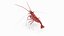 Marine Invertebrates