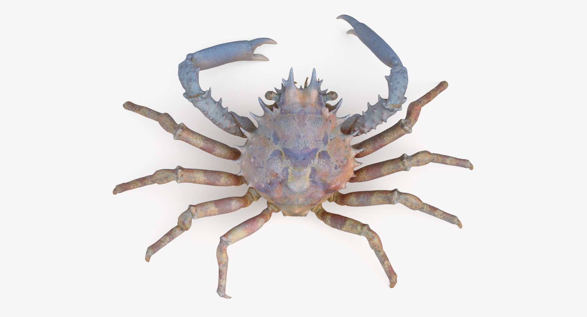 3D marine pencil urchin https://p.turbosquid.com/ts-thumb/he/IXIPnY/NEossUvo/decocrabq_r2/png/1573320310/1920x1080/fit_q87/c5f3e2c163f7e2cb0860425140f13538b1671bfb/decocrabq_r2.jpg