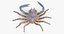 Marine Invertebrates