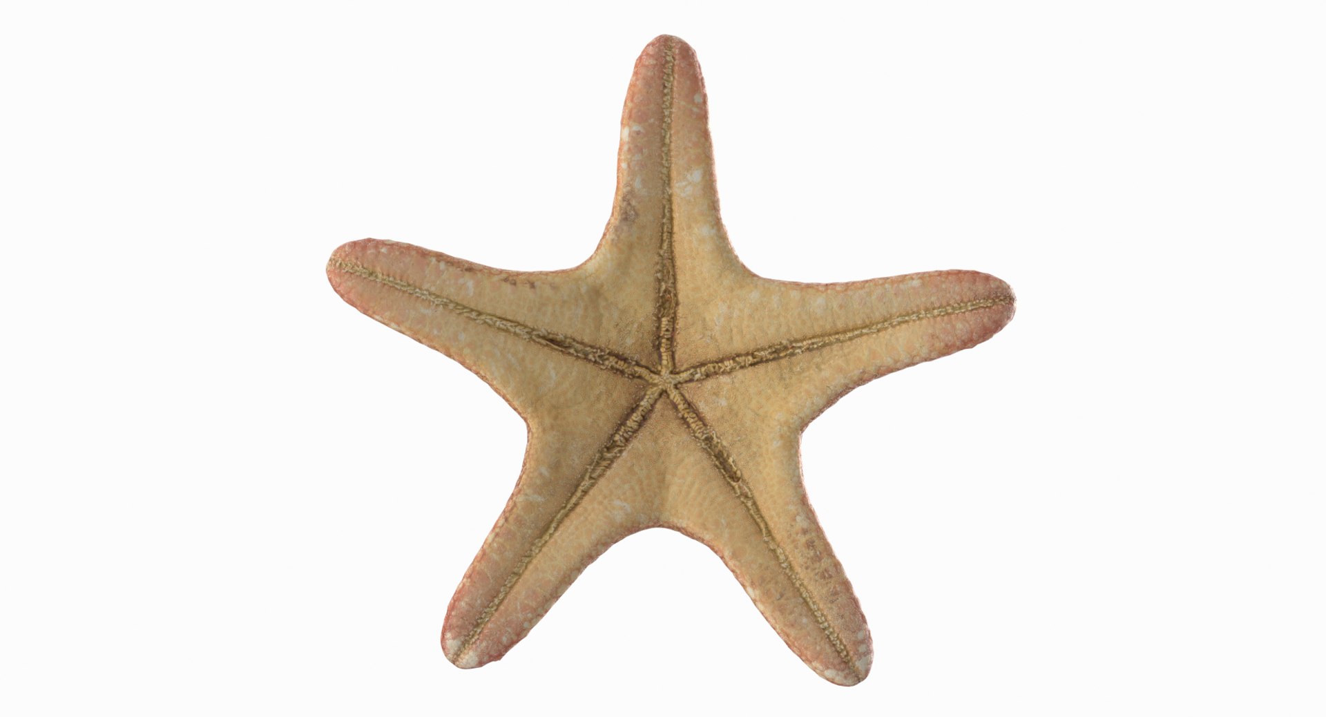 3D marine pencil urchin https://p.turbosquid.com/ts-thumb/he/IXIPnY/NjEOvuOc/pinkstrar_r6/png/1573320393/1920x1080/fit_q87/af1dc87bf06d0619eeed4b3091e86408476d6faf/pinkstrar_r6.jpg