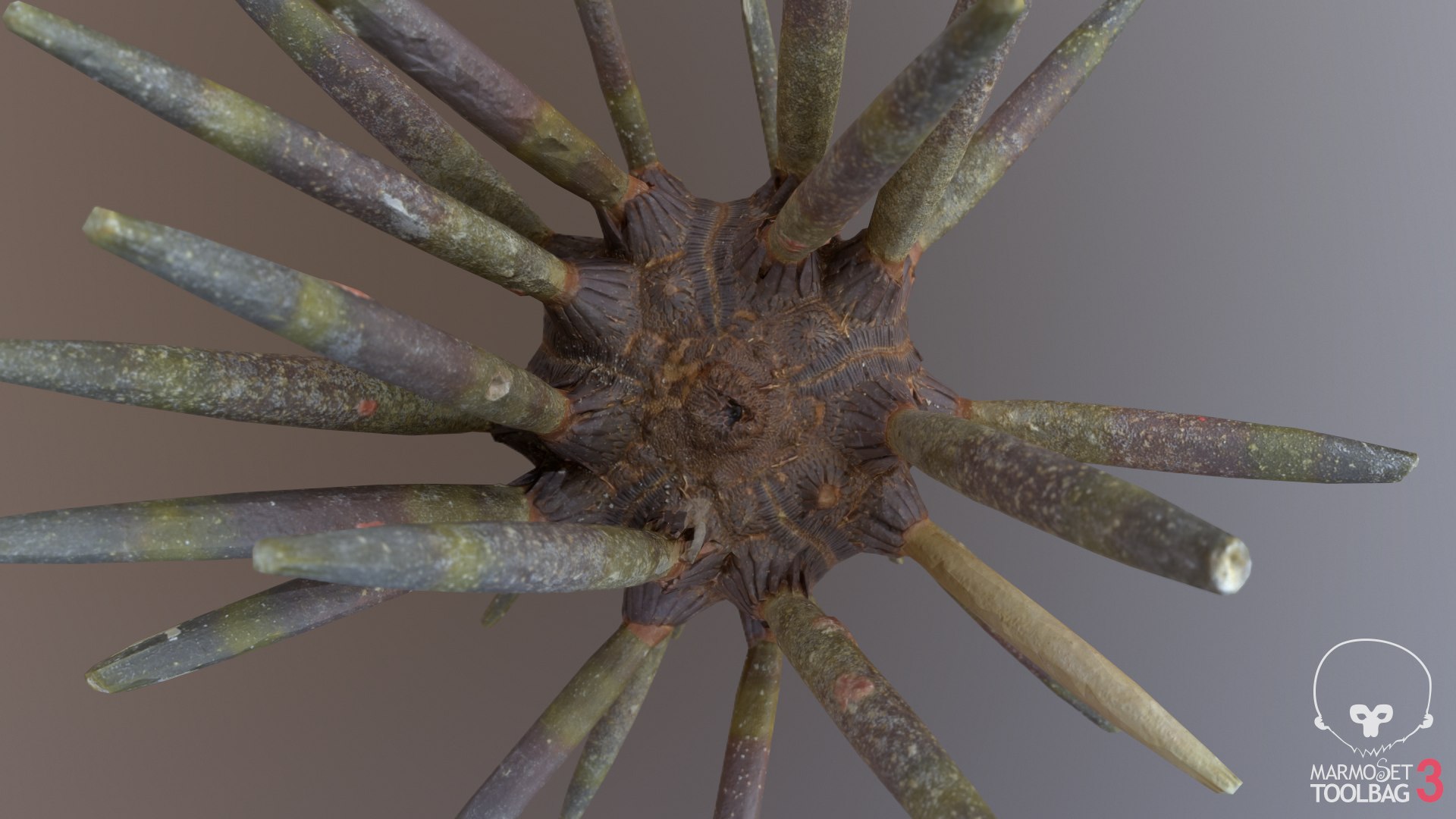 3D marine pencil urchin https://p.turbosquid.com/ts-thumb/he/IXIPnY/PChOEufz/screenshot735/png/1573320458/1920x1080/fit_q87/1ba583a10706cc69ce4f25986566a4627170e1f5/screenshot735.jpg