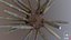 Marine Invertebrates