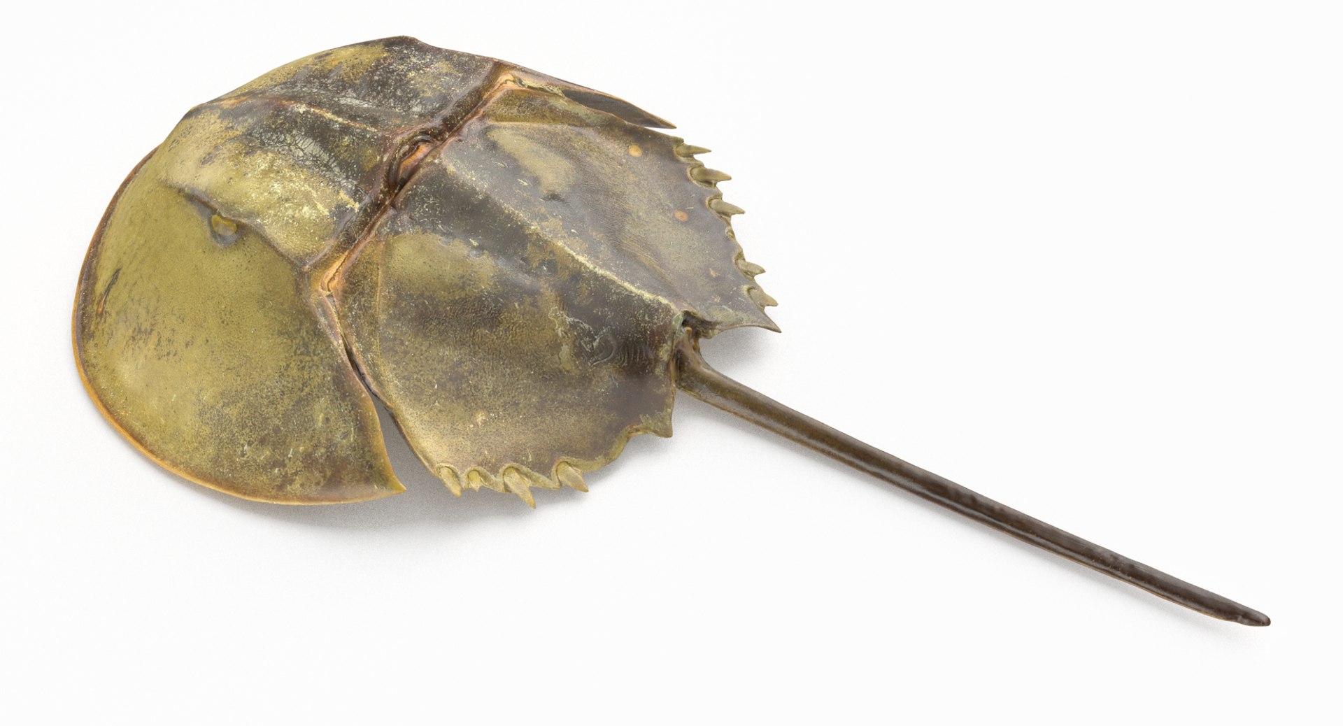 3D marine pencil urchin https://p.turbosquid.com/ts-thumb/he/IXIPnY/ROM2nYuu/horseshoecrab_r4/jpg/1573320360/1920x1080/fit_q87/2b853d99d0c8bf5fe70d96d0a475797449c6a6ff/horseshoecrab_r4.jpg
