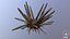 Marine Invertebrates