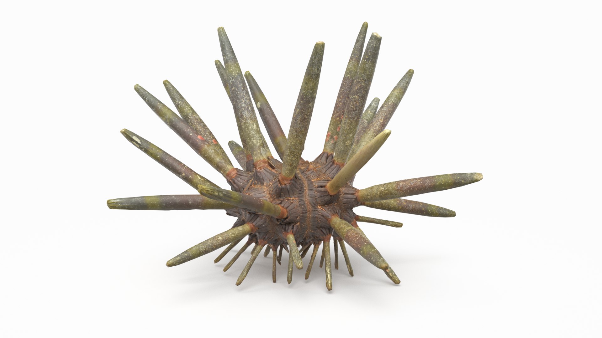 3D marine pencil urchin https://p.turbosquid.com/ts-thumb/he/IXIPnY/S8VT60Jc/slatepencilurchin_r2/png/1573320505/1920x1080/fit_q87/8baf46eed15bdbedfaae71c982f555b2f9603c5b/slatepencilurchin_r2.jpg