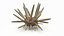 Marine Invertebrates