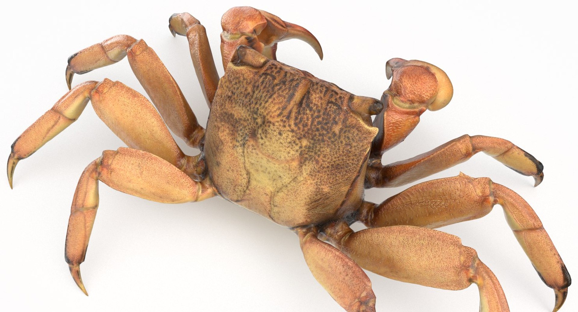 3D marine pencil urchin https://p.turbosquid.com/ts-thumb/he/IXIPnY/T9PcrVZh/crab3/jpg/1573320310/1920x1080/fit_q87/3222adc5bd0dc6776b47b0b3e27ddab8dad67c5d/crab3.jpg